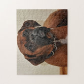 ブラウンボクサー犬 ジグソーパズル (縦)