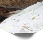 ブラウンポイトードンキー ポスター (コーナー)