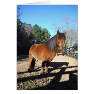 ブラウンポニーターコイズスカイ