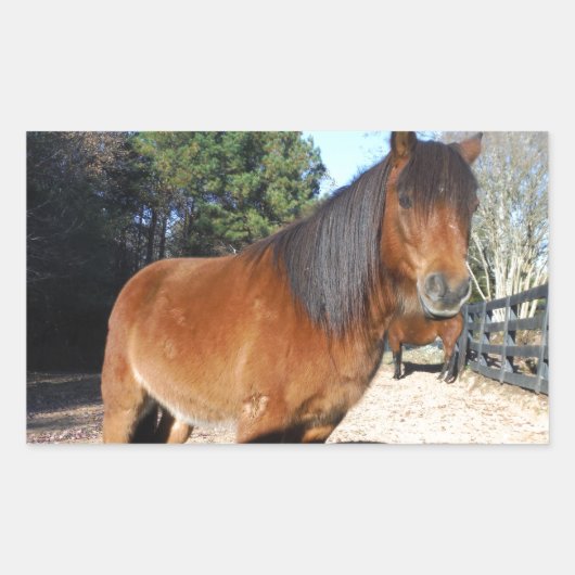 ブラウンポニーターコイズスカイ 長方形シール (正面)