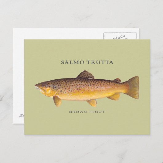 ブラウンマス魚とヴィンテージイラストレーション ポストカード (正面/裏面)