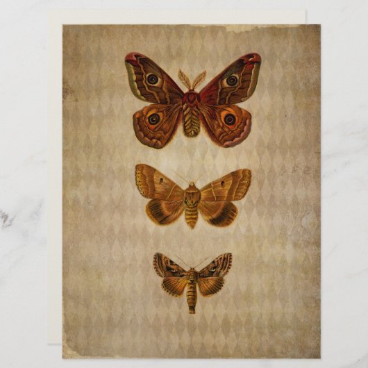 ブラウンモスヴィンテージスクラップブック紙 (正面/裏面)