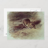 ブラウンラット1918 ポストカード (正面/裏面)