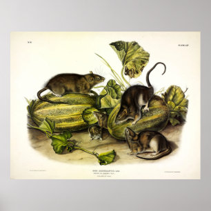ブラウンラット、ノルウェーラット、ラトゥス・ノルヴィーギクス – Audubon ポスター