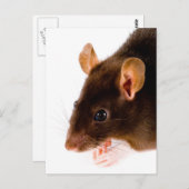 ブラウンラット ポストカード (正面/裏面)