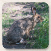 ブラウンラビット、自然で休む コースター (正面)