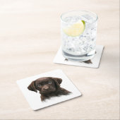 ブラウンラボ スクエアペーパーコースター (インサイチュ)