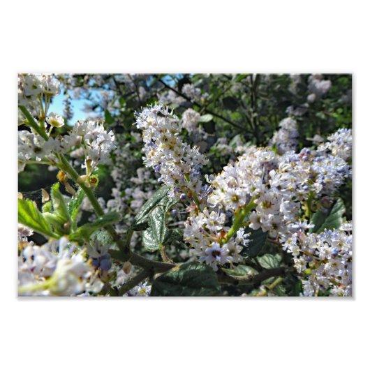 ブラウン山 フォトプリント            (正面)