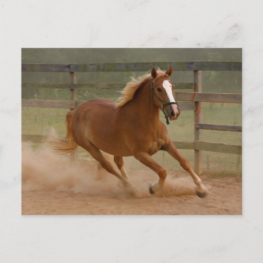 ブラウン美しいはがき ポストカード (正面)