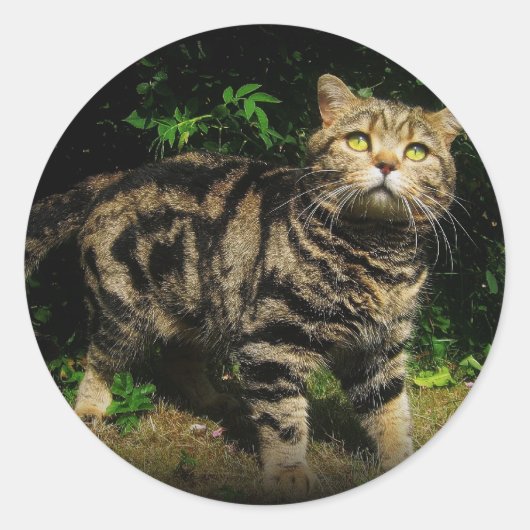 ブラウン虎猫- British Shorthair cat sticker ラウンドシール (正面)