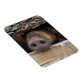 ブラウン豚のポーキングの柵を介した素朴鼻 マグネット (右側)