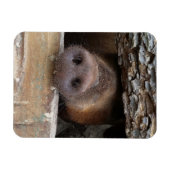 ブラウン豚のポーキングの柵を介した素朴鼻 マグネット (横)