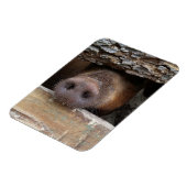 ブラウン豚のポーキングの柵を介した素朴鼻 マグネット (左側)