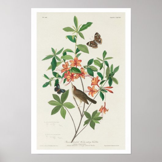 ブラウン頭の虫食べの虫の房Audubon Poster ポスター (正面)