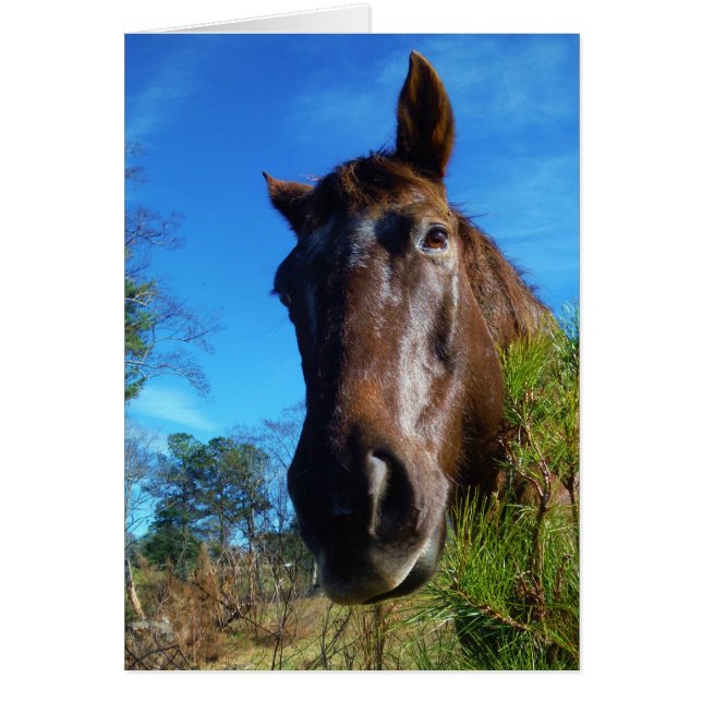 ブラウン&クリームカラーホースブルースカイ (正面)