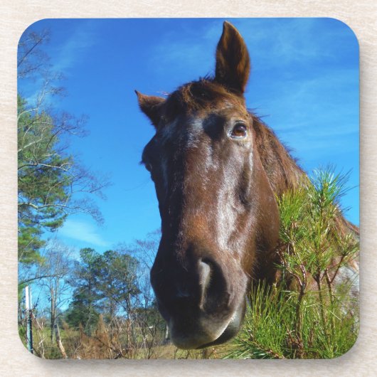 ブラウン&クリームカラーホースブルースカイ コースター (正面)