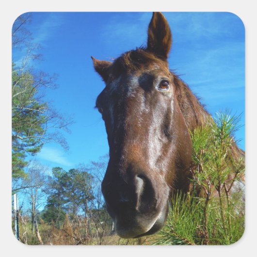 ブラウン&クリームカラーホースブルースカイ スクエアシール (正面)