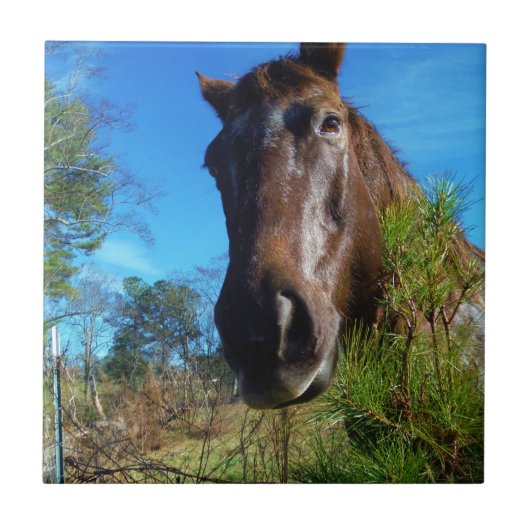 ブラウン&クリームカラーホースブルースカイ タイル (正面)