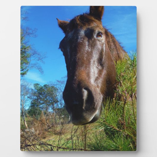 ブラウン&クリームカラーホースブルースカイ フォトプラーク (正面)