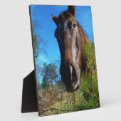 ブラウン&クリームカラーホースブルースカイ フォトプラーク (側面)