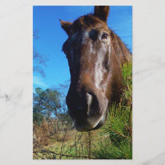 ブラウン&クリームカラーホースブルースカイ 便箋 (正面)