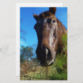 ブラウン&クリームカラーホースブルースカイ 便箋 (正面/裏面)