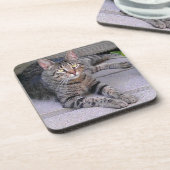 ブラウン·タビー·キャット·アウトドア コースター (左側)