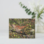 ブラウン・トラッシャーのはがき ポストカード (スタンド正面)