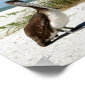 ブラウン・ペリカン・ポスター ポスター (角)