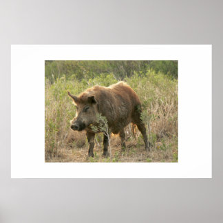 ブラウン・ホッグ。 ポスター