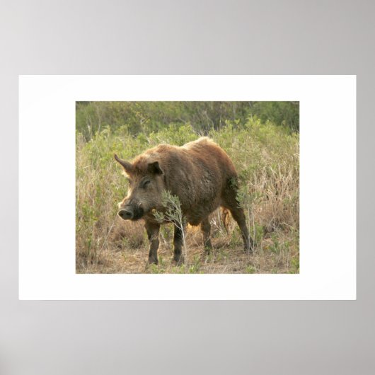 ブラウン・ホッグ。 ポスター (正面)