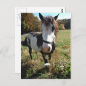 ブラウン&ホワイト絵を描、ウマス、クイーンアンレース花 ポストカード (正面/裏面)