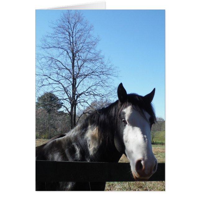 ブラウン&ホワイト、絵を描馬、明るい青空 (正面)