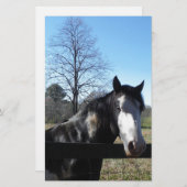 ブラウン&ホワイト、絵を描馬、明るい青空 便箋 (正面/裏面)