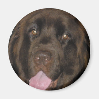 ブラウン マグネット