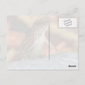 ブラウンAnole (トカゲ)の郵便はがき ポストカード (裏面)