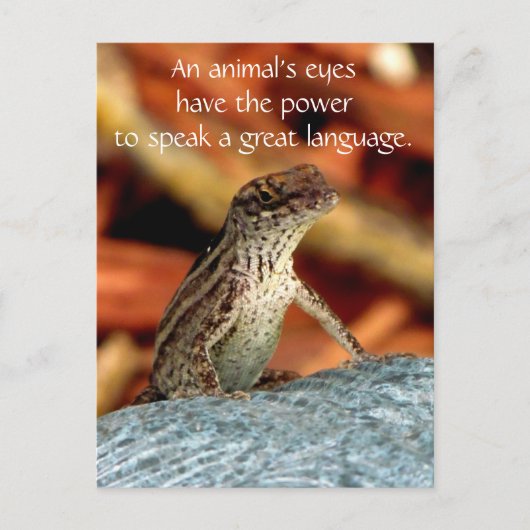 ブラウンAnole (トカゲ)の郵便はがき ポストカード (正面)