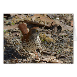 ブラウンThrasher