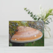 ブラケット真菌カード (スタンド正面)