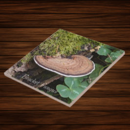 ブラケット真菌自然写真 タイル