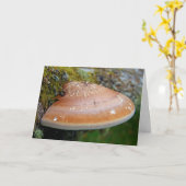 ブラケット菌 カード (黄色い花)