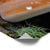 ブラケット菌 ポスター (角)