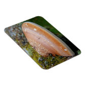 ブラケット菌 マグネット (右側)