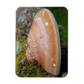 ブラケット菌 マグネット (縦)