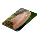 ブラケット菌 マグネット (左側)