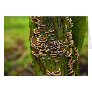 ブラケットFunghi