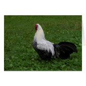 ブラケルハーン (正面横)