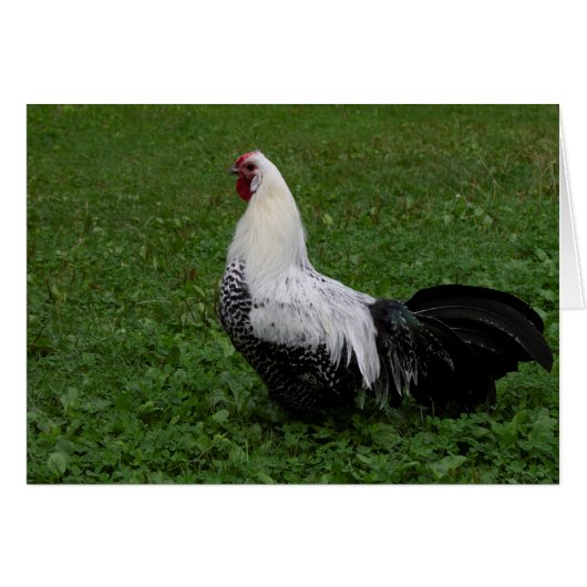 ブラケルハーン (正面横)