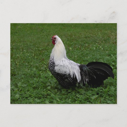 ブラケルハーン ポストカード (正面)