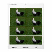 ブラケルハーン ラベル (フルシート)